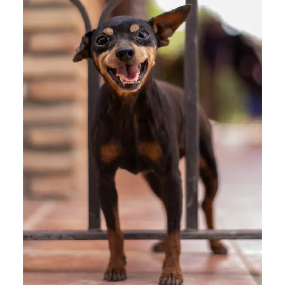Pinscher 2.webp
